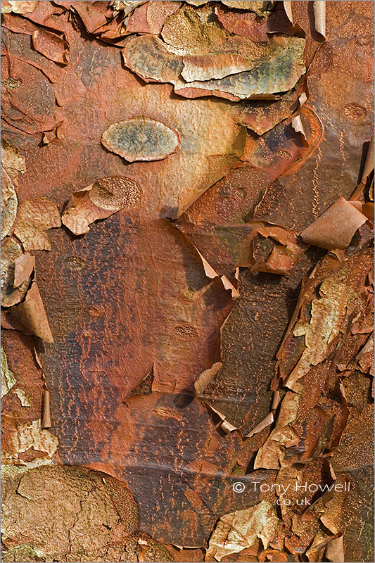 Paperbark Maple bark