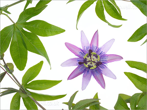 Passion Flower - Passiflora amethyst