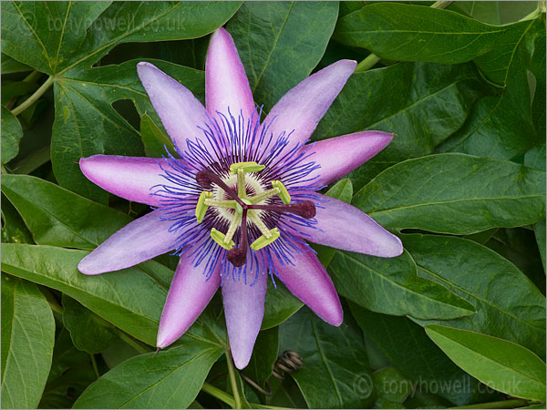 Passion Flower - Passiflora amethyst