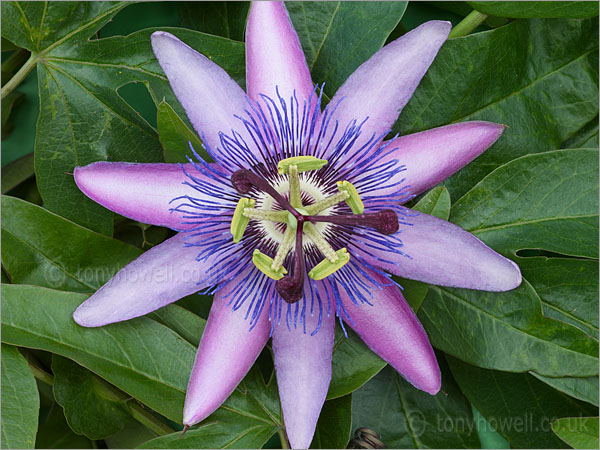 Passion Flower - Passiflora amethyst