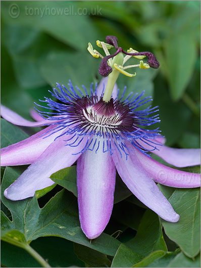 Passion Flower - Passiflora amethyst