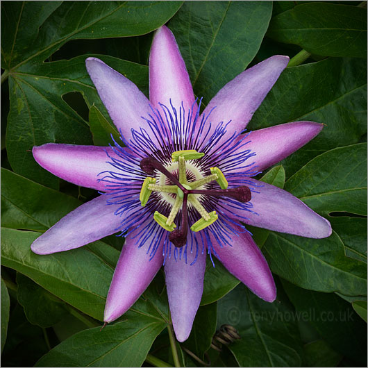 Passion Flower - Passiflora amethyst