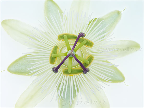 Passion Flower