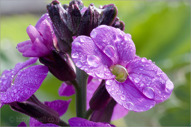 Perennial Wallflower after rain