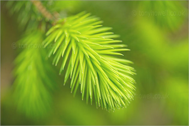 Pine Needles