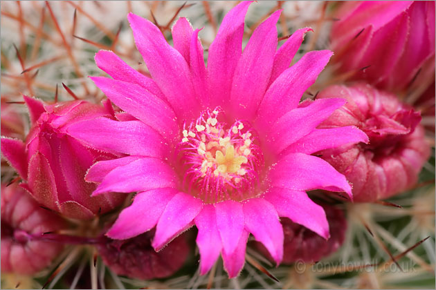 Pink Cactus Flower