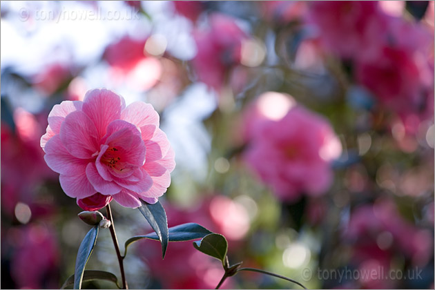 Pink Camellia Flowers