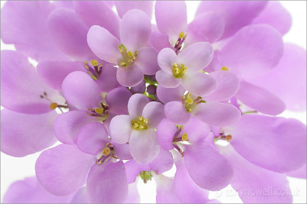 Pink Candytuft Flower