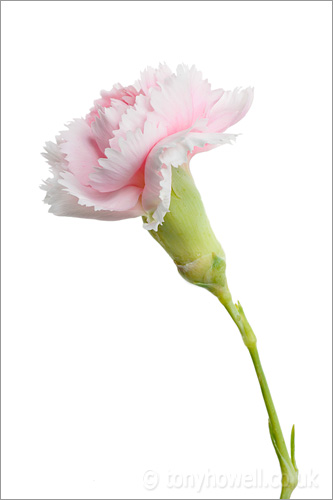 Pink Carnation Flower