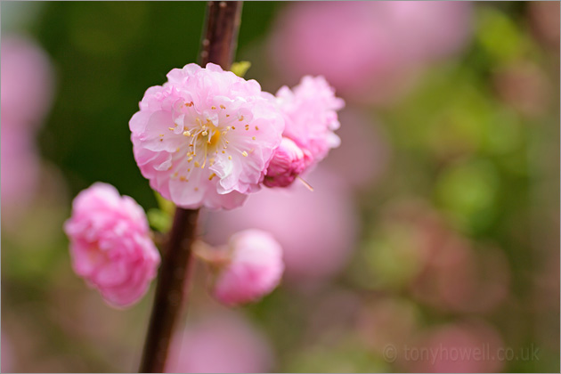 Pink Cherry Blossom