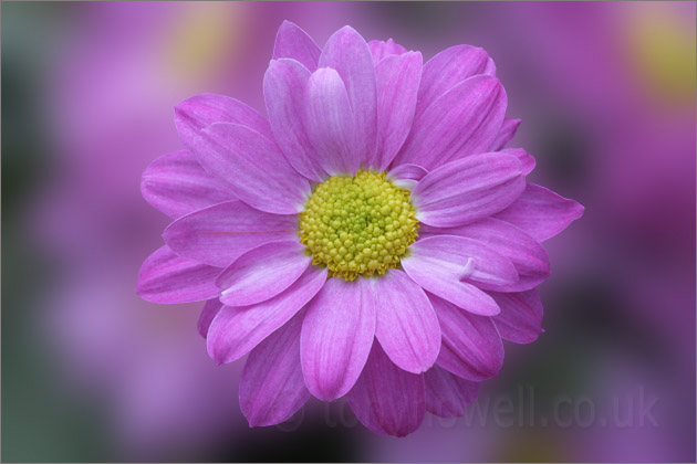 Pink Chrysanthemum