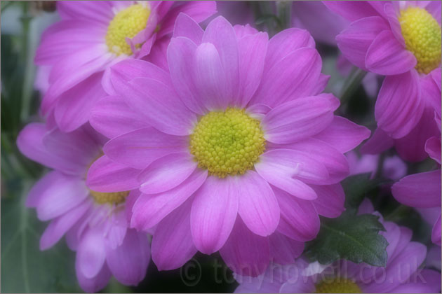 Pink Chrysanthemums