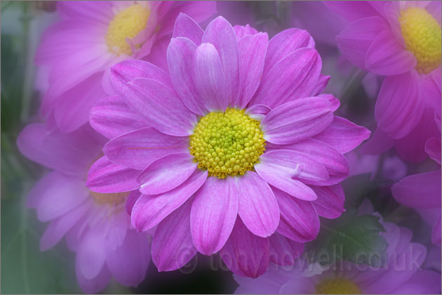 Pink Chrysanthemums