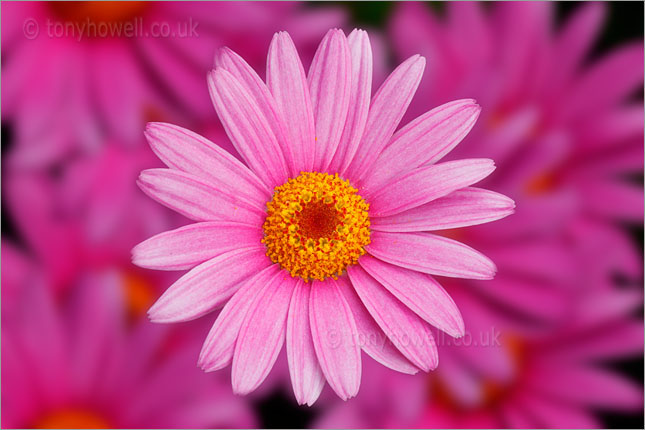 Pink Chrysanthemums