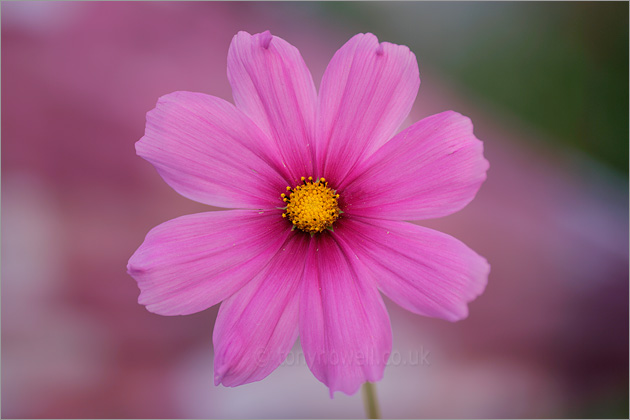 Pink Cosmos Flower