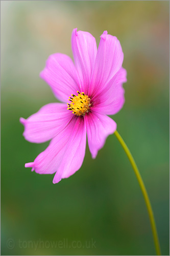 Pink Cosmos Flower