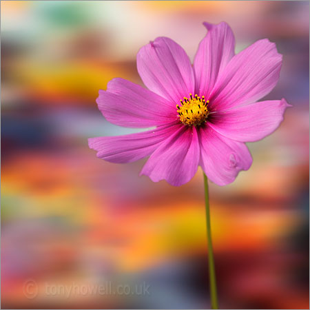 Pink Cosmos Flower