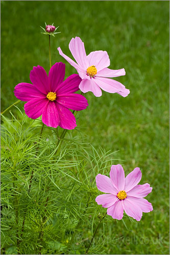 Pink Cosmos Flowers