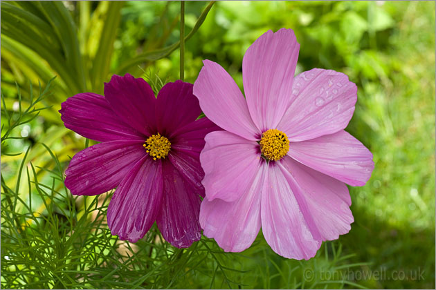 Pink Cosmos Flower