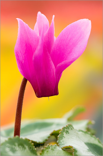 Pink Cyclamen