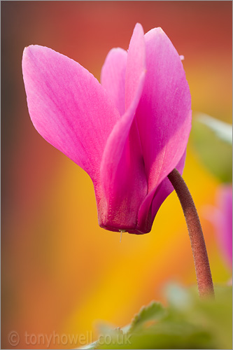 Pink Cyclamen