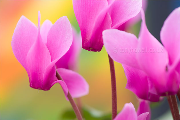 Pink Cyclamen