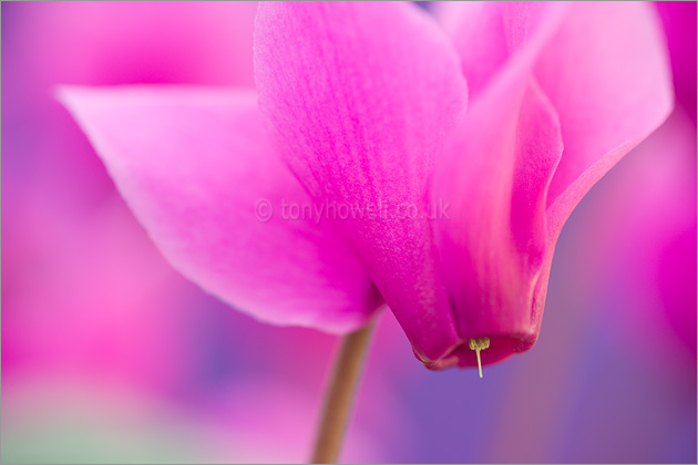 Pink Cyclamen