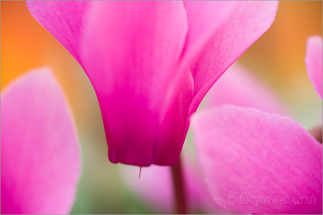 Pink Cyclamen