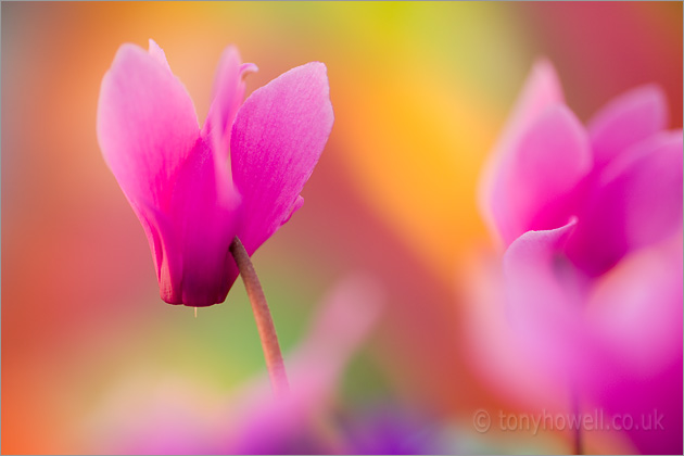 Pink Cyclamen