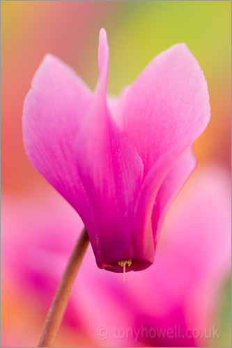 Pink Cyclamen