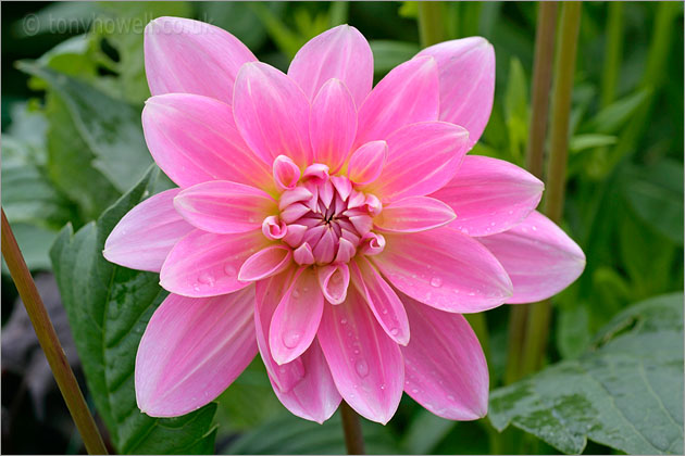 Pink Dahlia