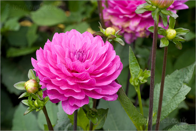 Pink Dahlia