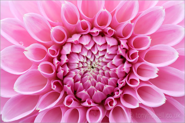Pink Dahlia 