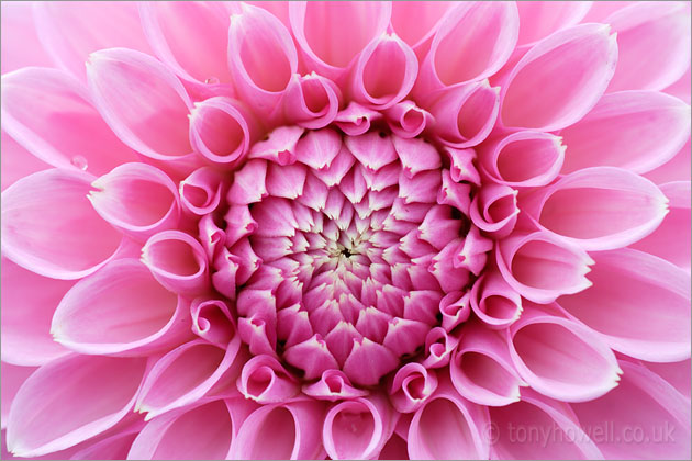 Pink Dahlia 