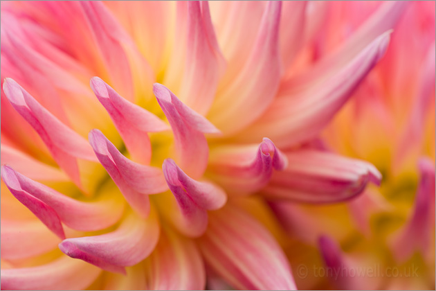 Pink Dahlia Petals