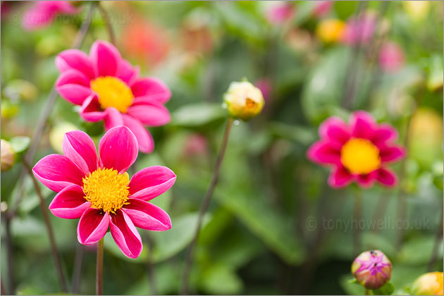 Pink Dahlias