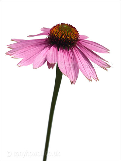 Echinacea purpurea