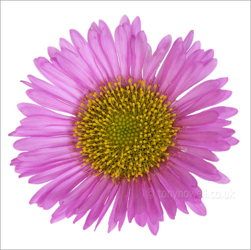 Erigeron 