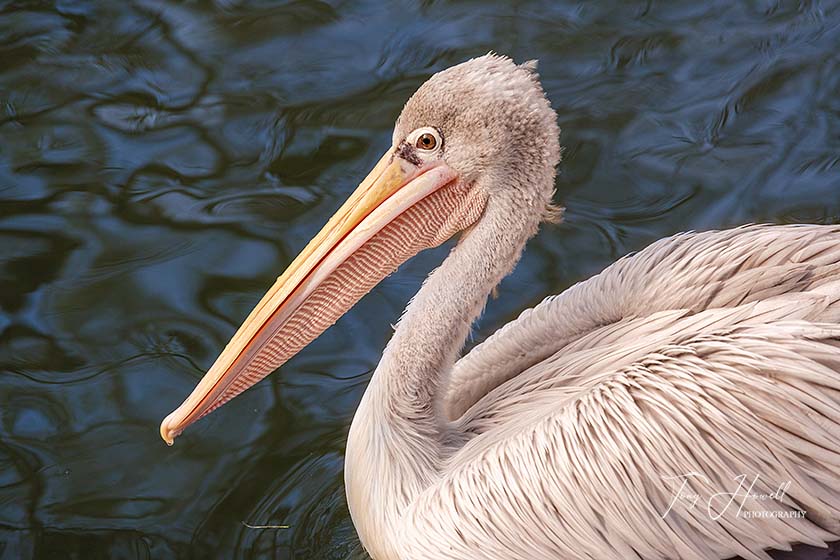 Pink backed Pelican