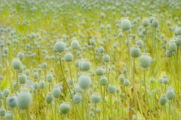 Morphine Poppies