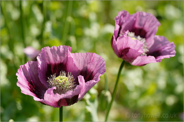 Opium Poppies