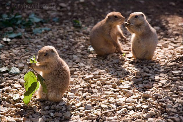 Prairie Dogs