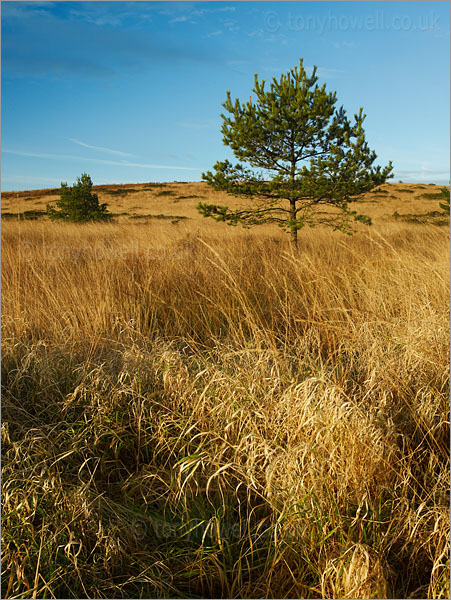 Pine Tree, Grasses 
