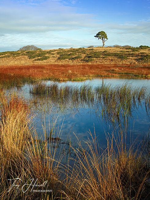 Scots Pine Tree, Grasses 