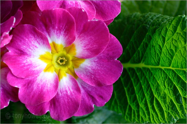 Primula