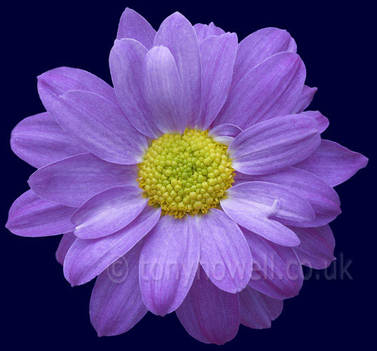 Purple Chrysanthemum Flower