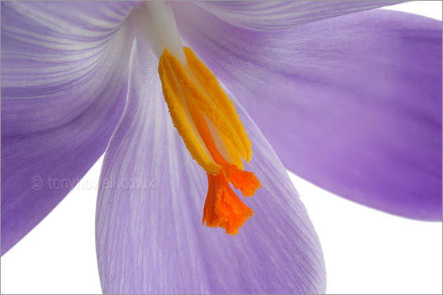 Purple Crocus