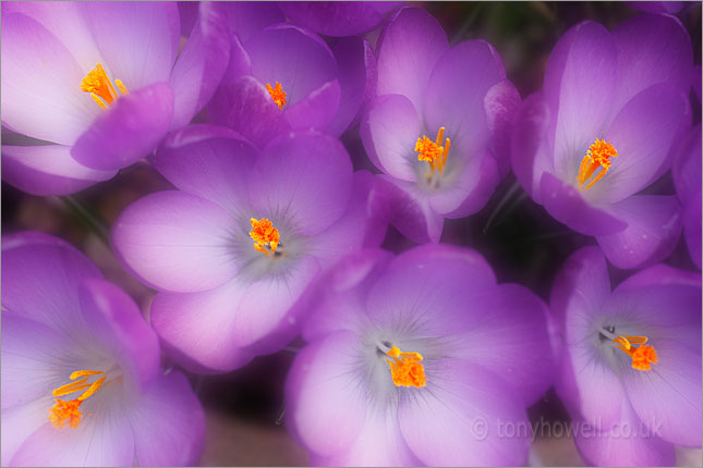 Purple Crocus