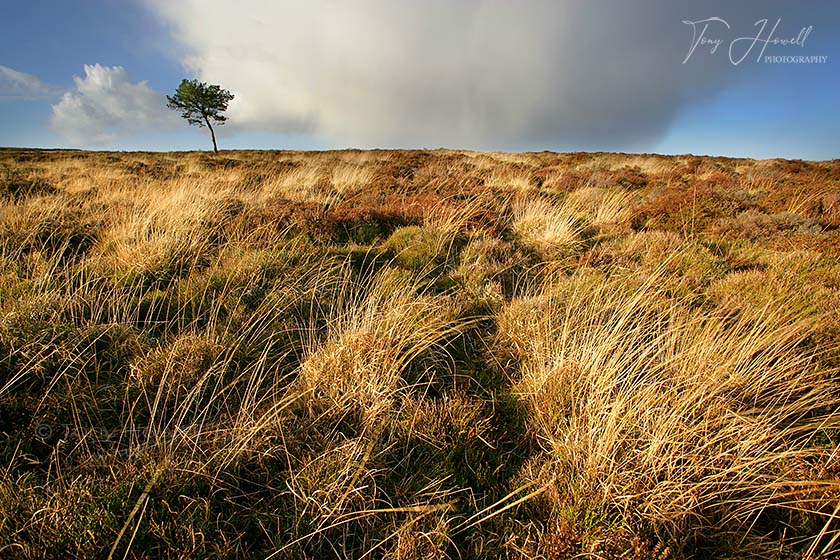 Tree, Quantock Hills 