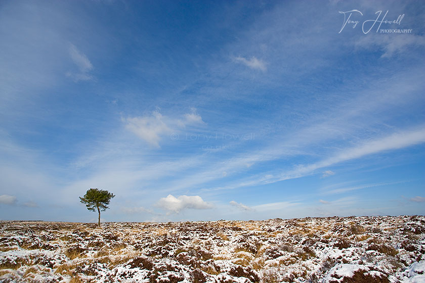 Tree, Snow, Quantock Hills 